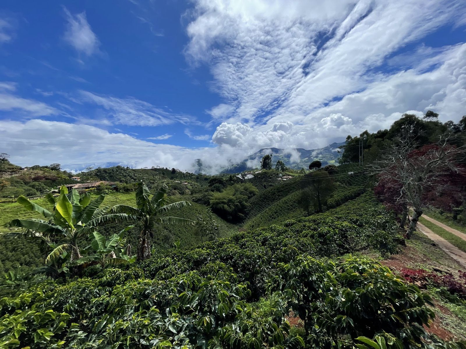 Coffee plantation in Jericó, Antioquia