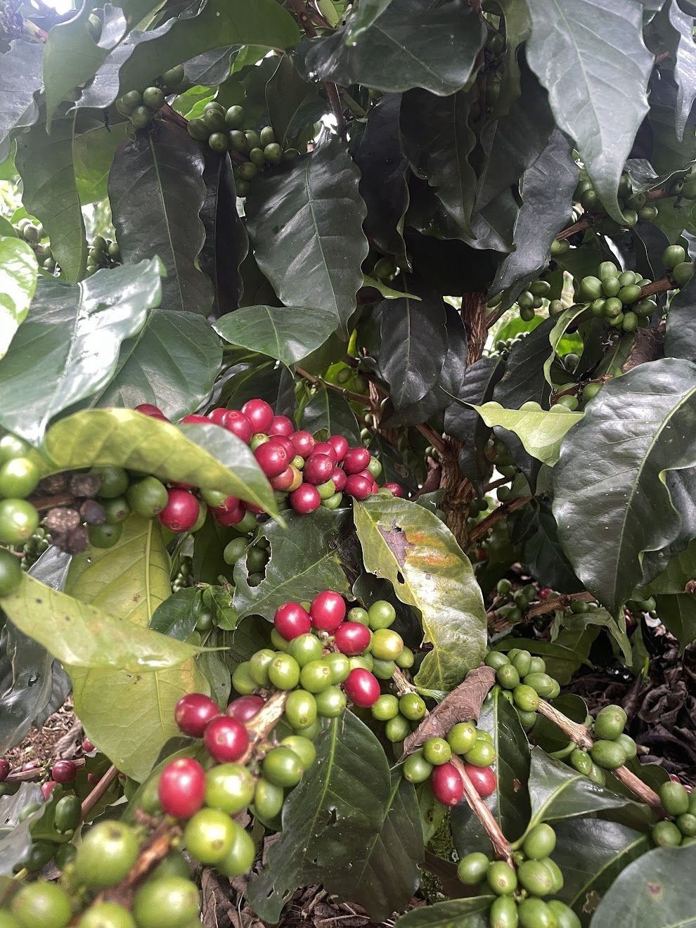 Ripe coffee cherries on the branch